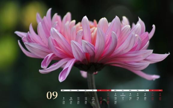 2019年9月绽放着迷人的菊花日历