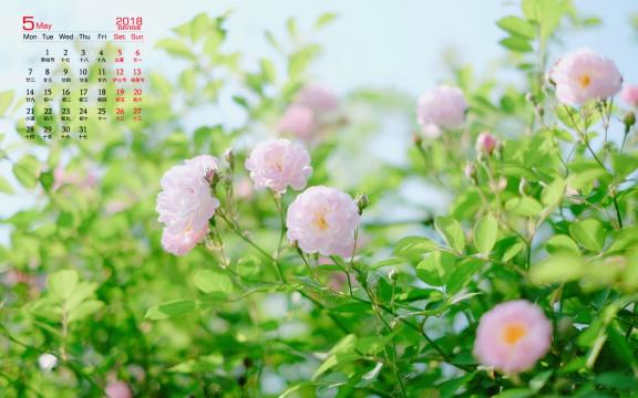 2018年5月清新唯美粉色蔷薇花日历