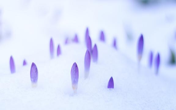 大雪时节,依然生机勃勃