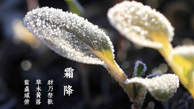 气肃而凝,露结为霜矣——霜降