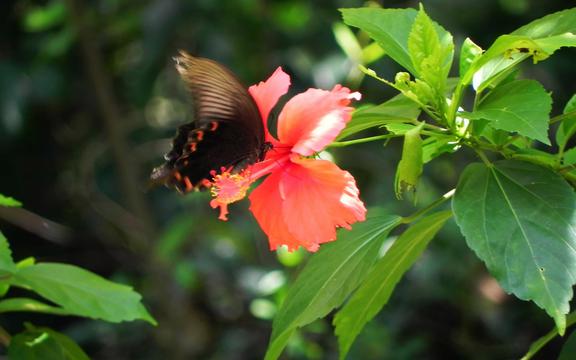 小暑节气