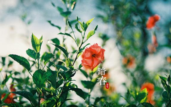 清明节气