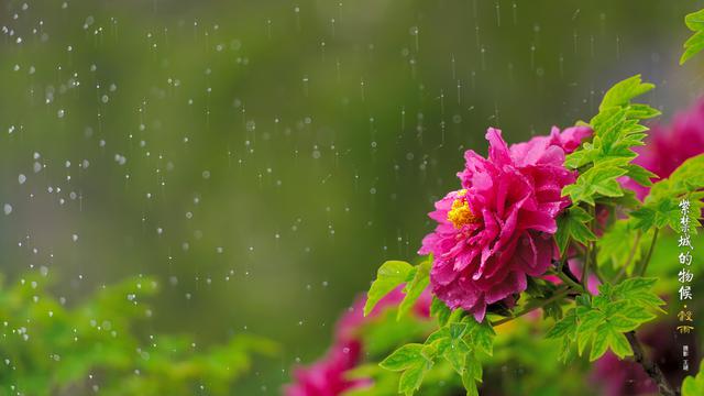 二十四节气之谷雨