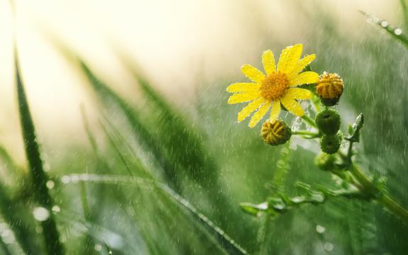 24节气雨水景色