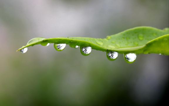 晨曦的露珠