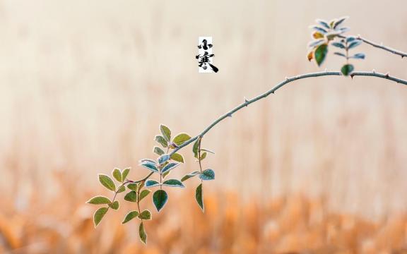 24节气小寒唯美自然风光