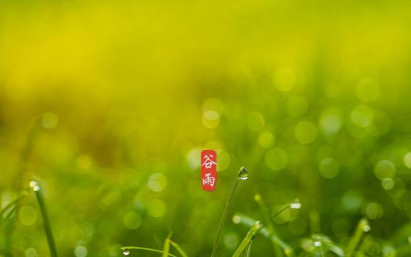 清新脱俗,谷雨到