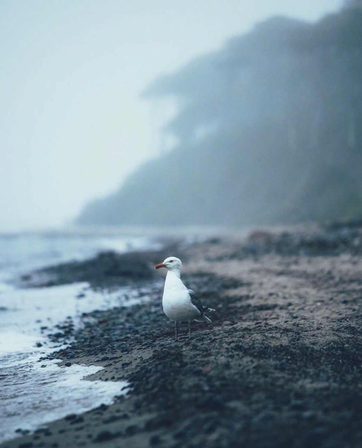 波罗的海海岸