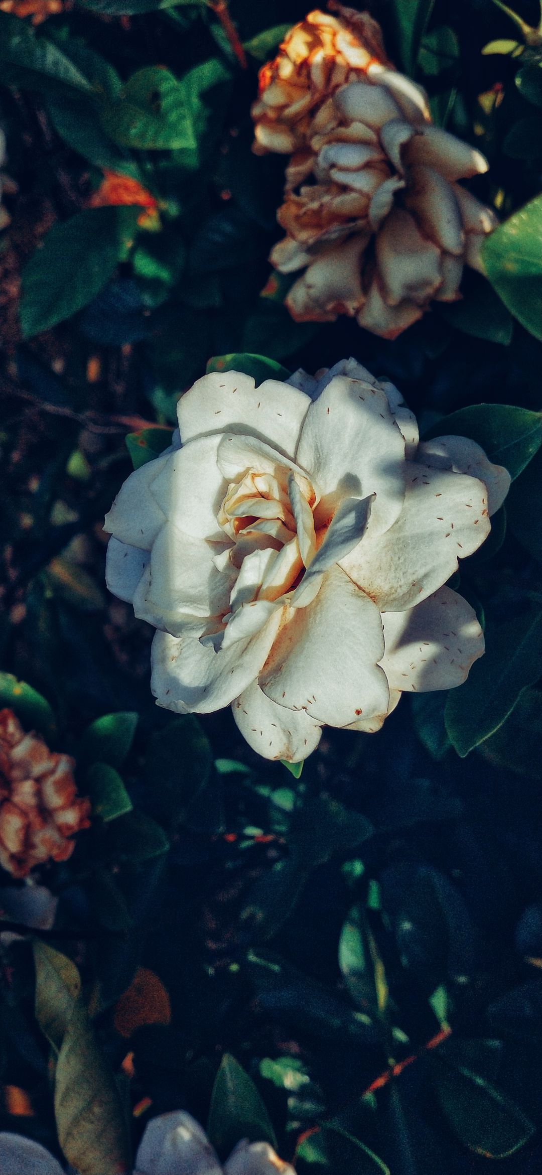 栀子花