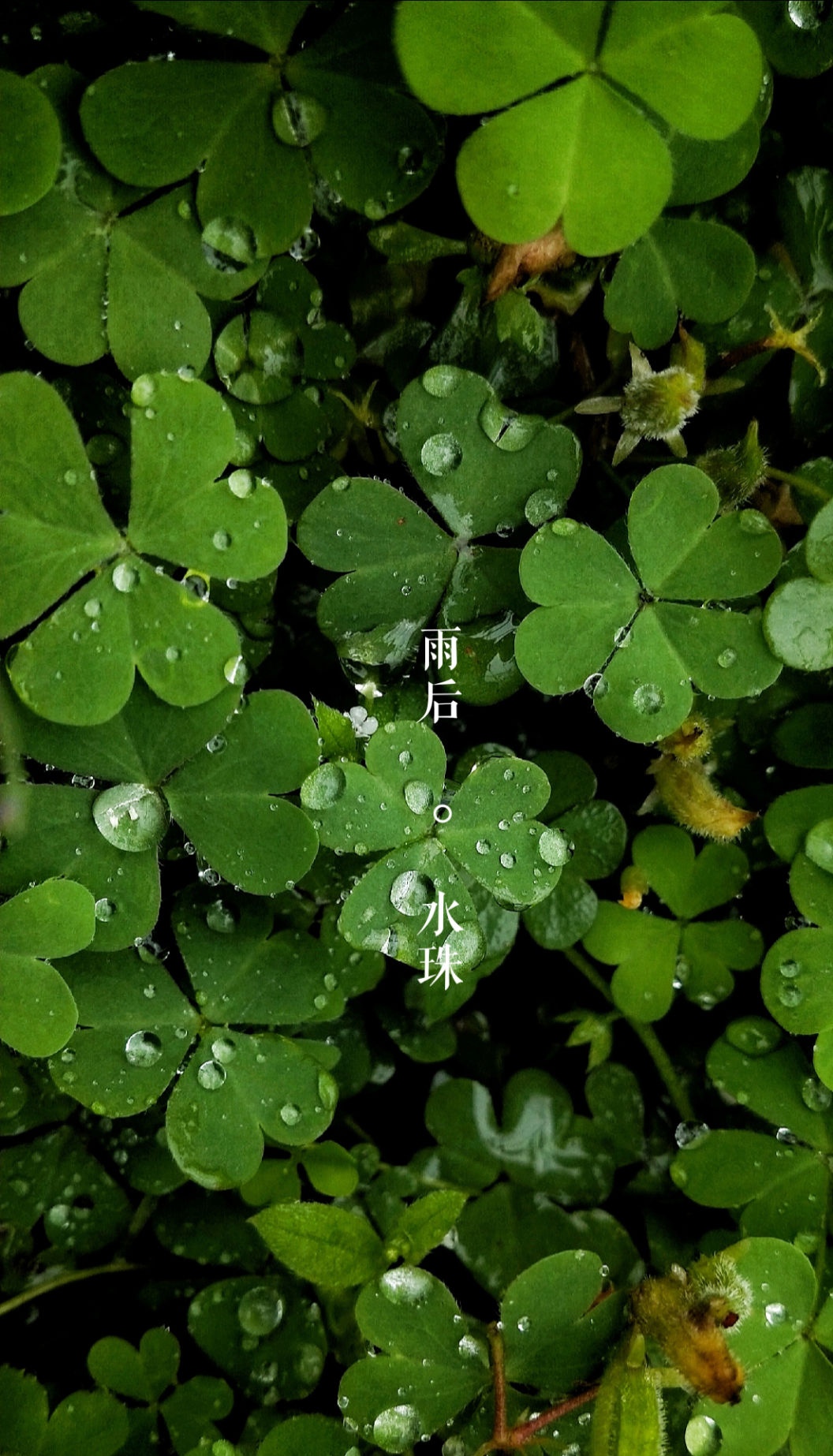 雨后的植物