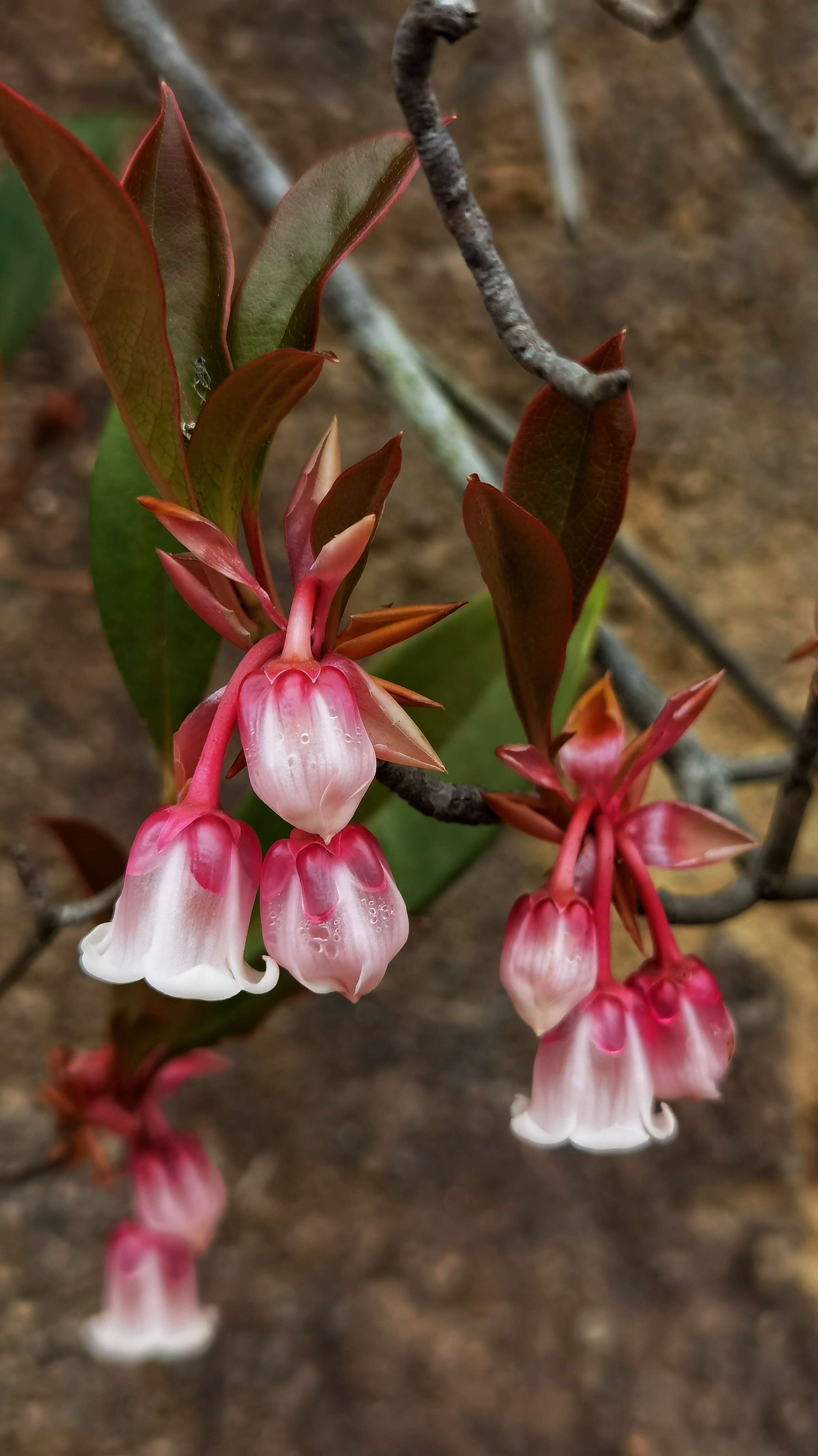 吊钟花开