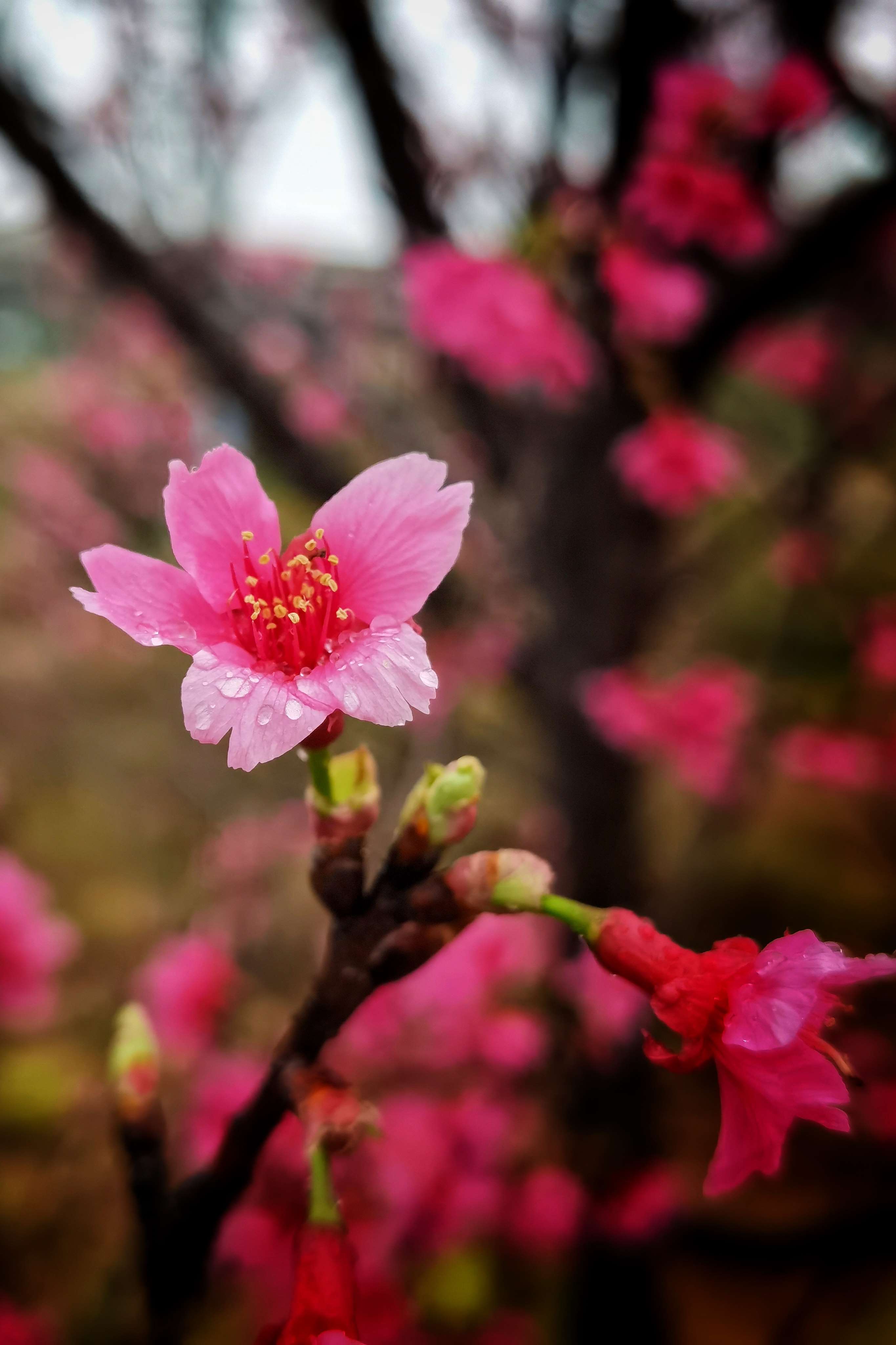 第一场春雨后的樱花