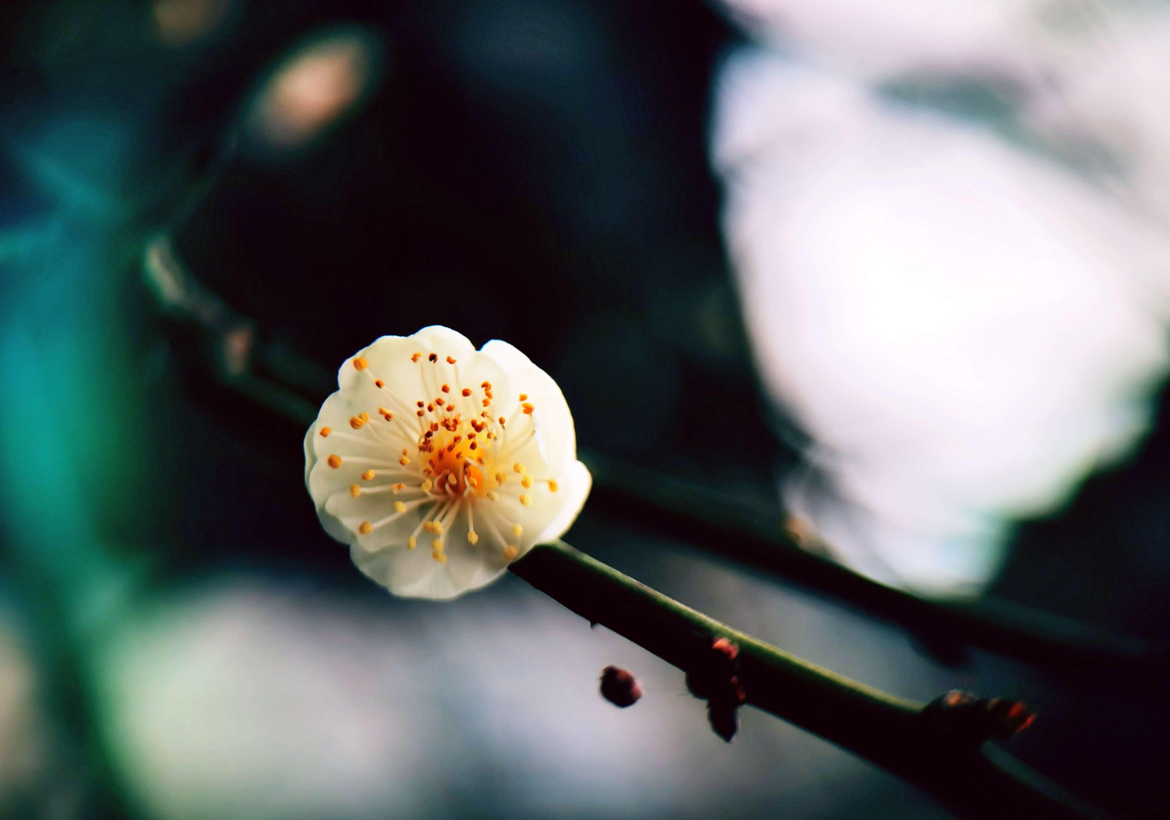  花报春