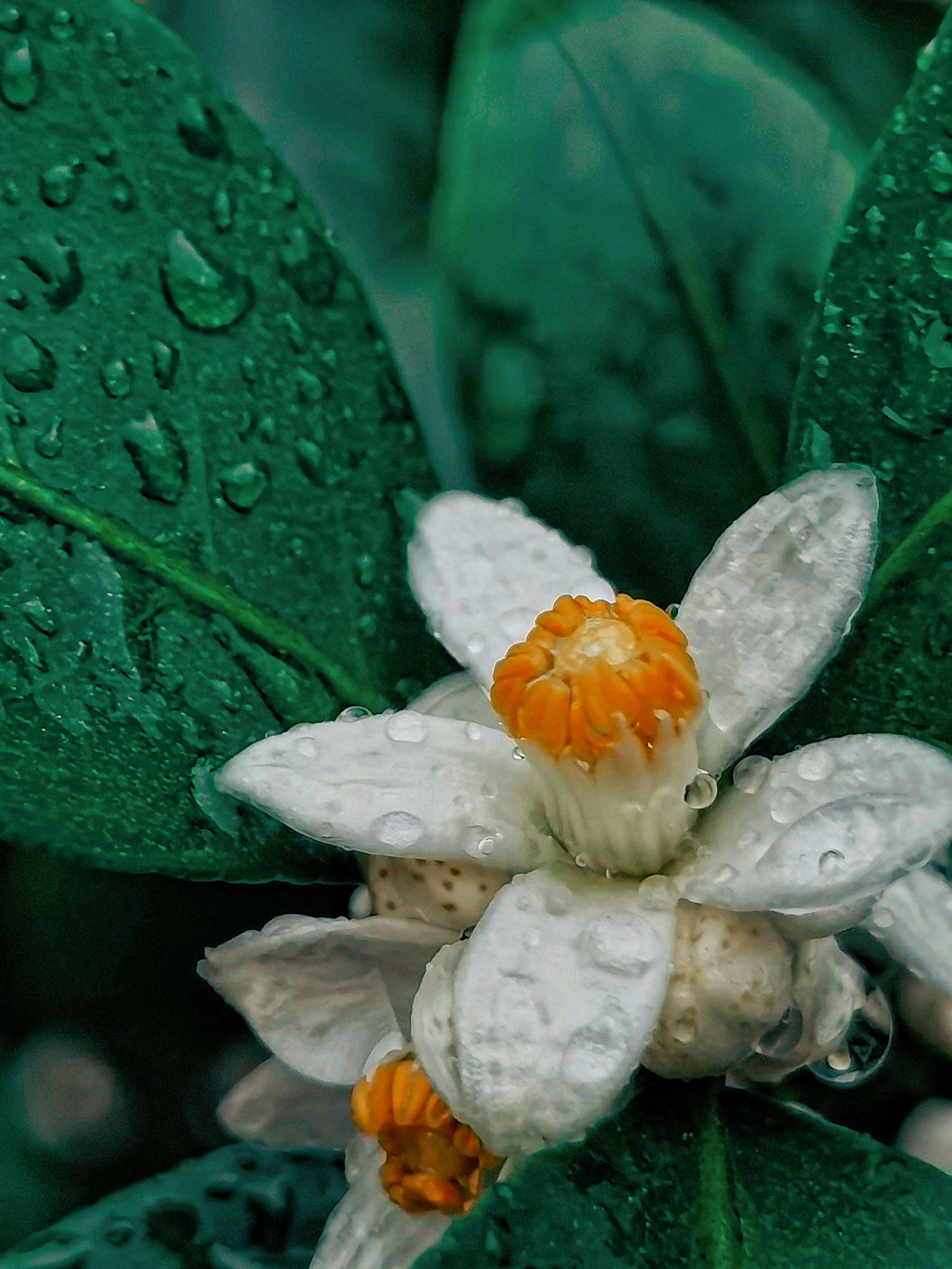  雨中的桔子花