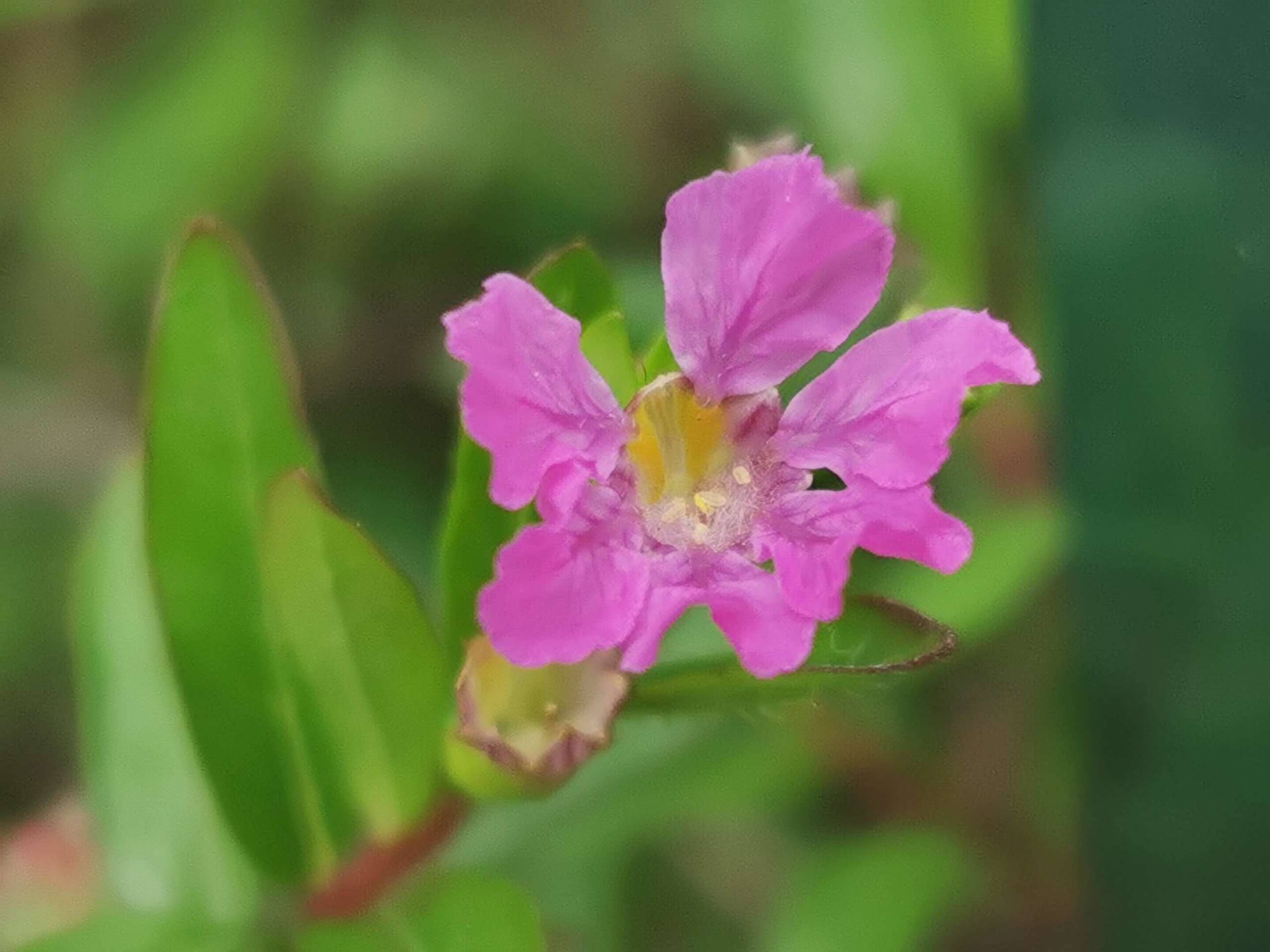 萼距花