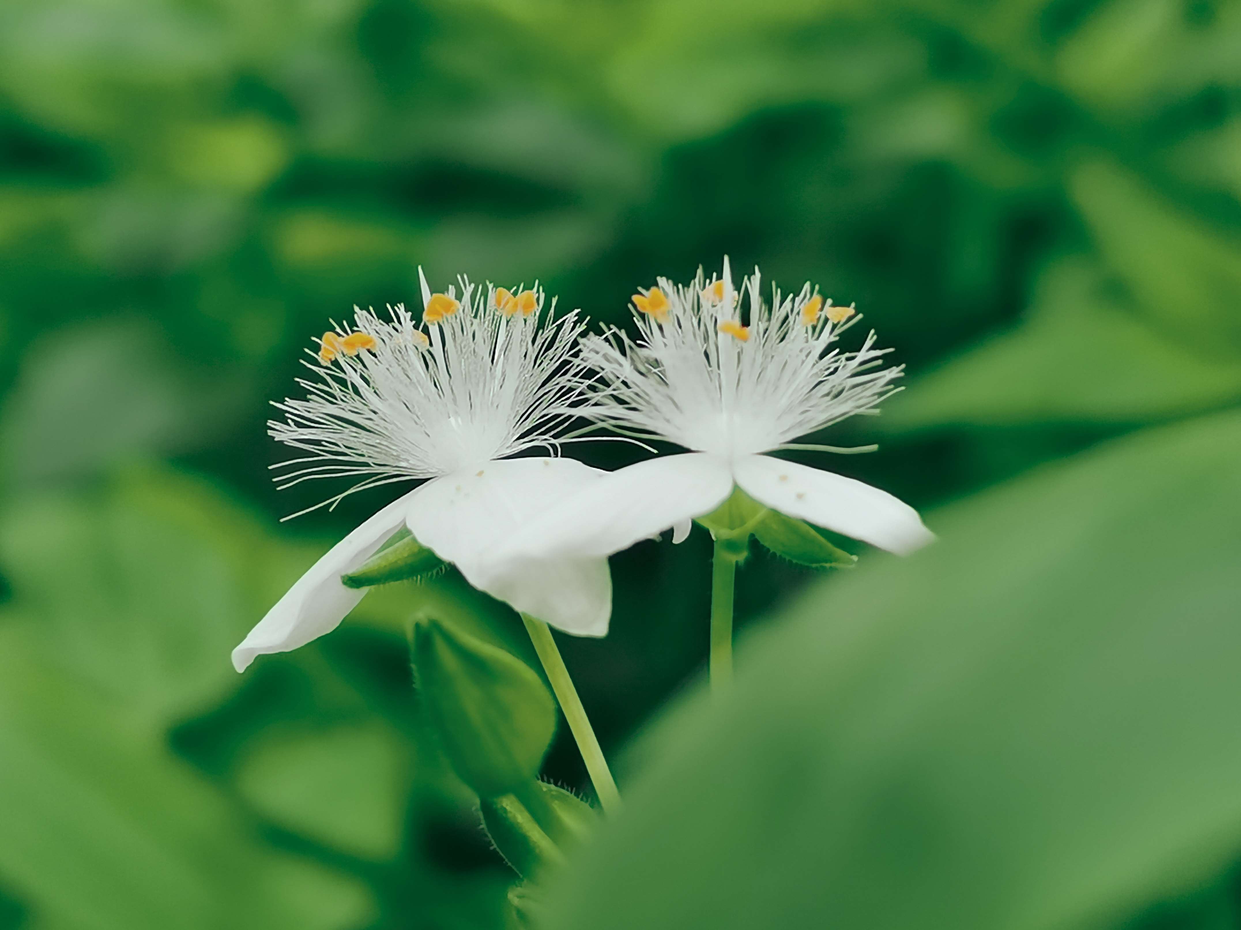  花香四溢百花艳