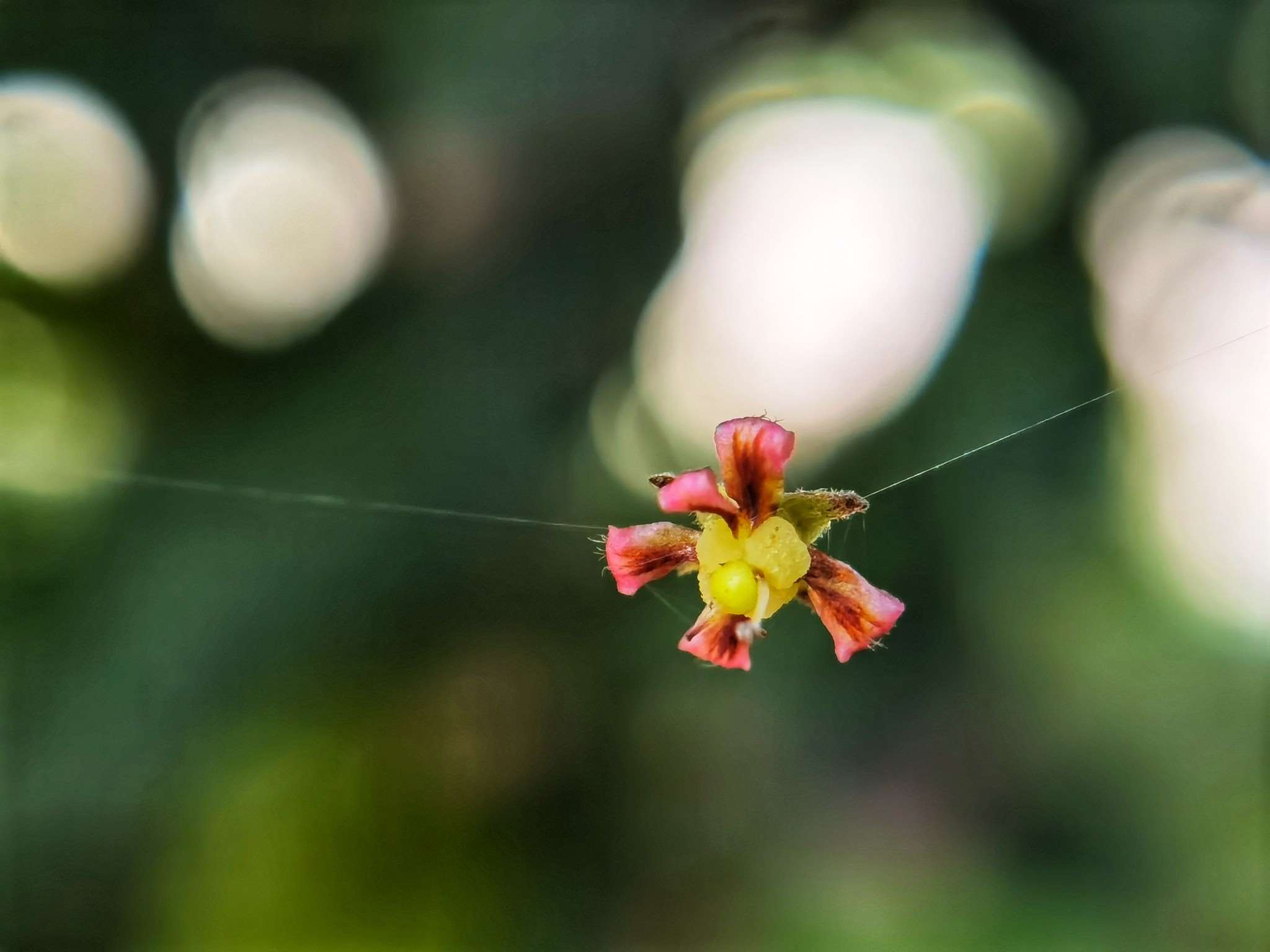 杧果花