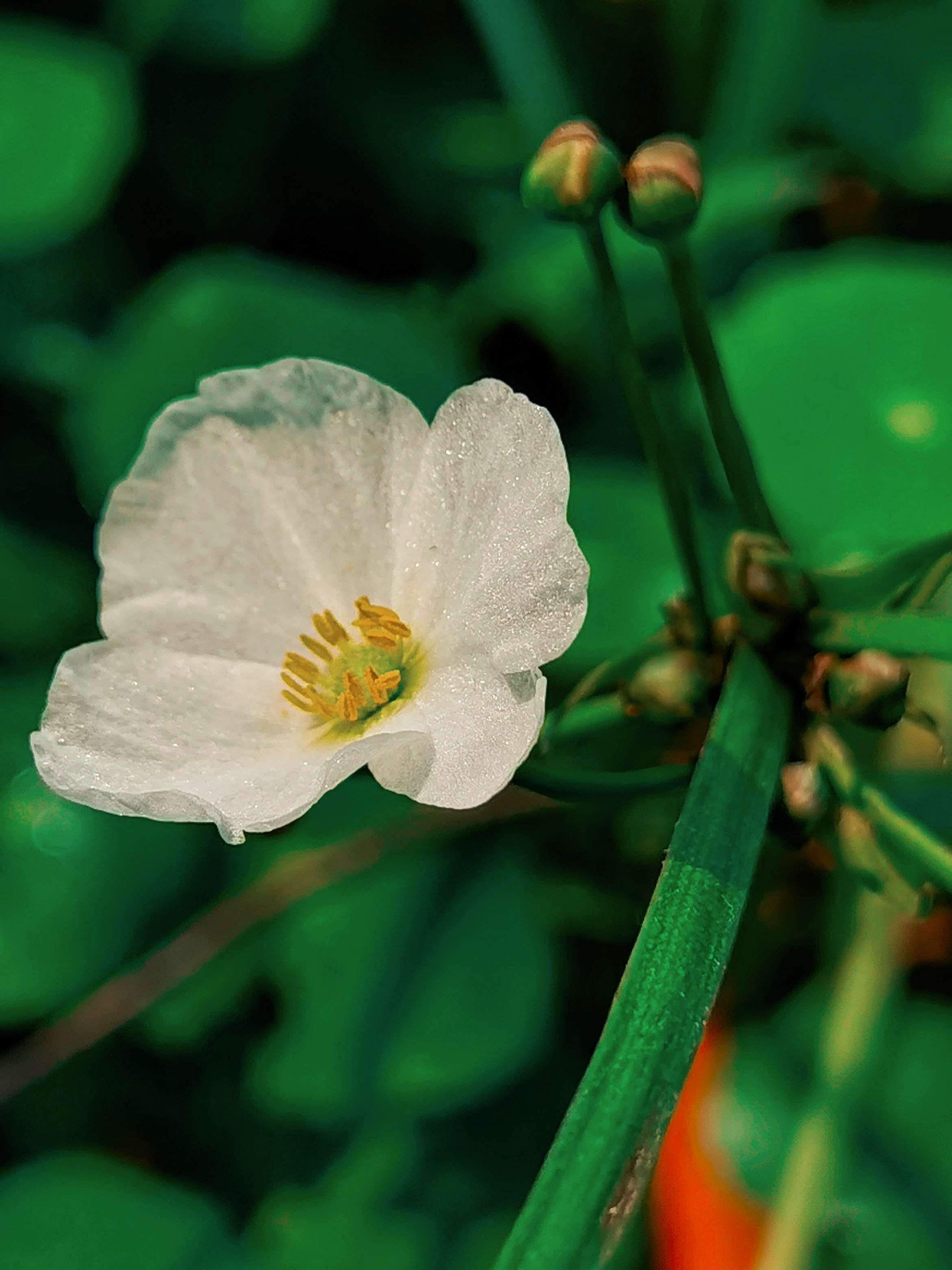  泽泻别名如意花