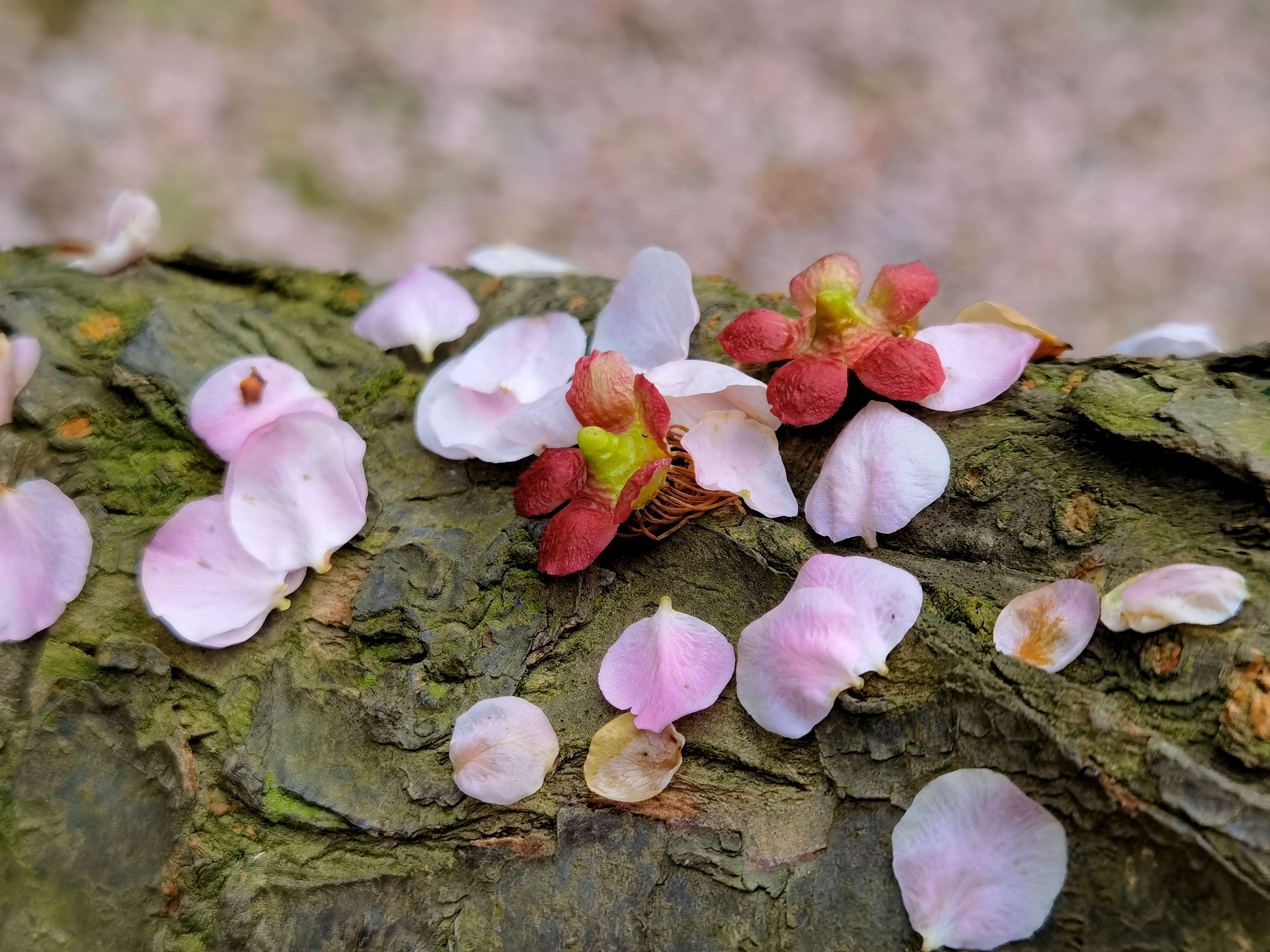  化作春泥更护花