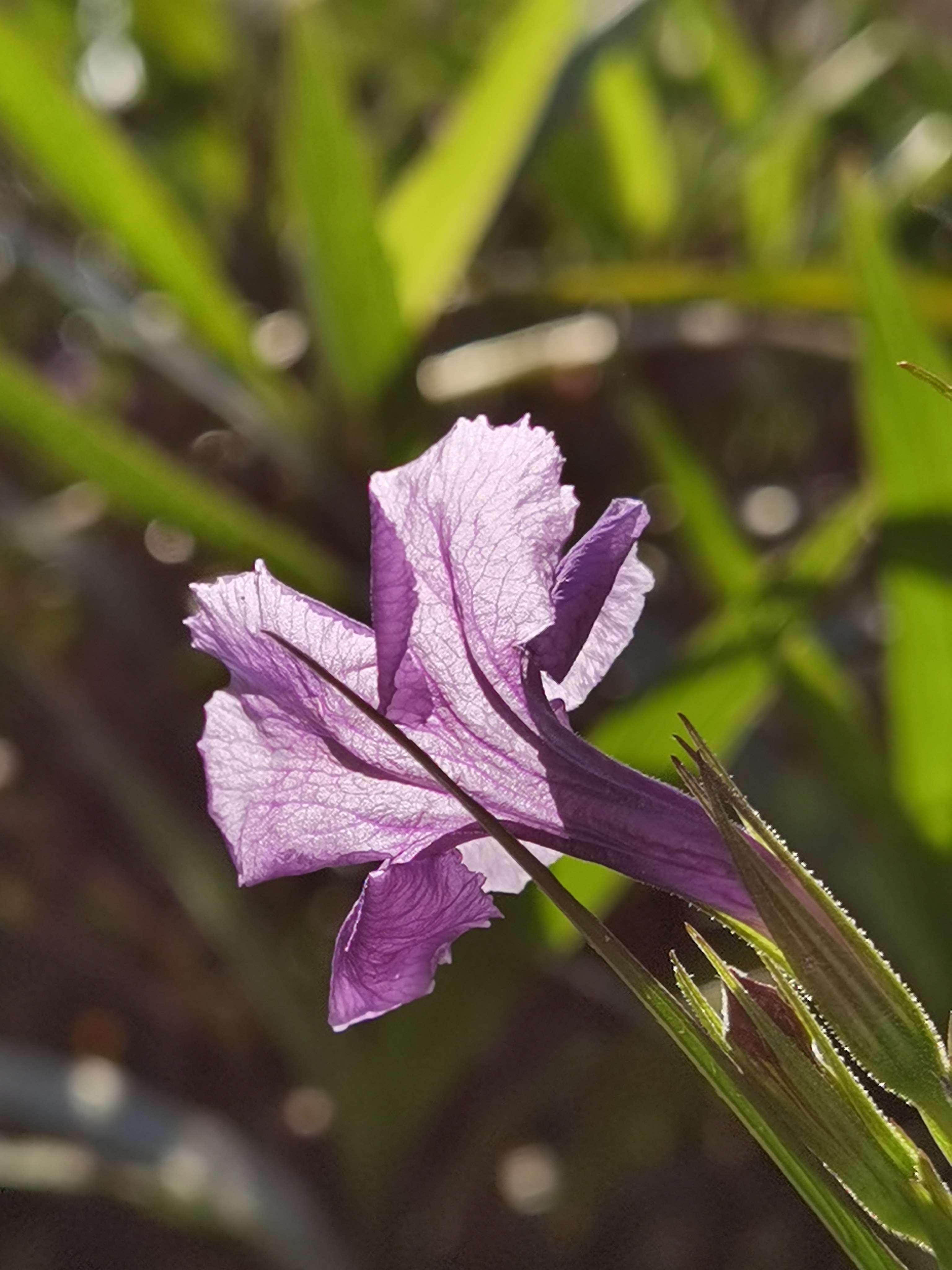 紫色的翠芦莉