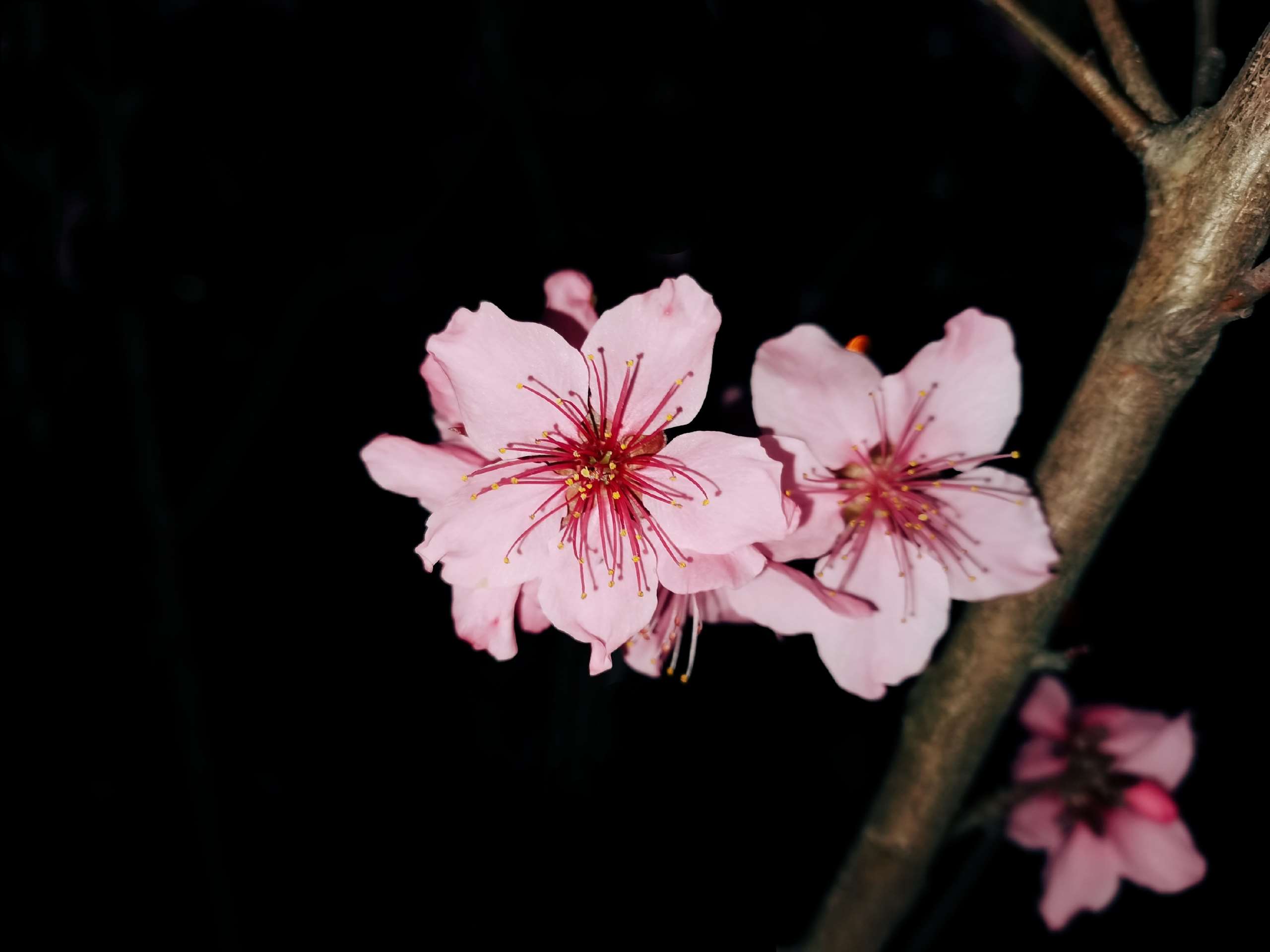 三月桃花开