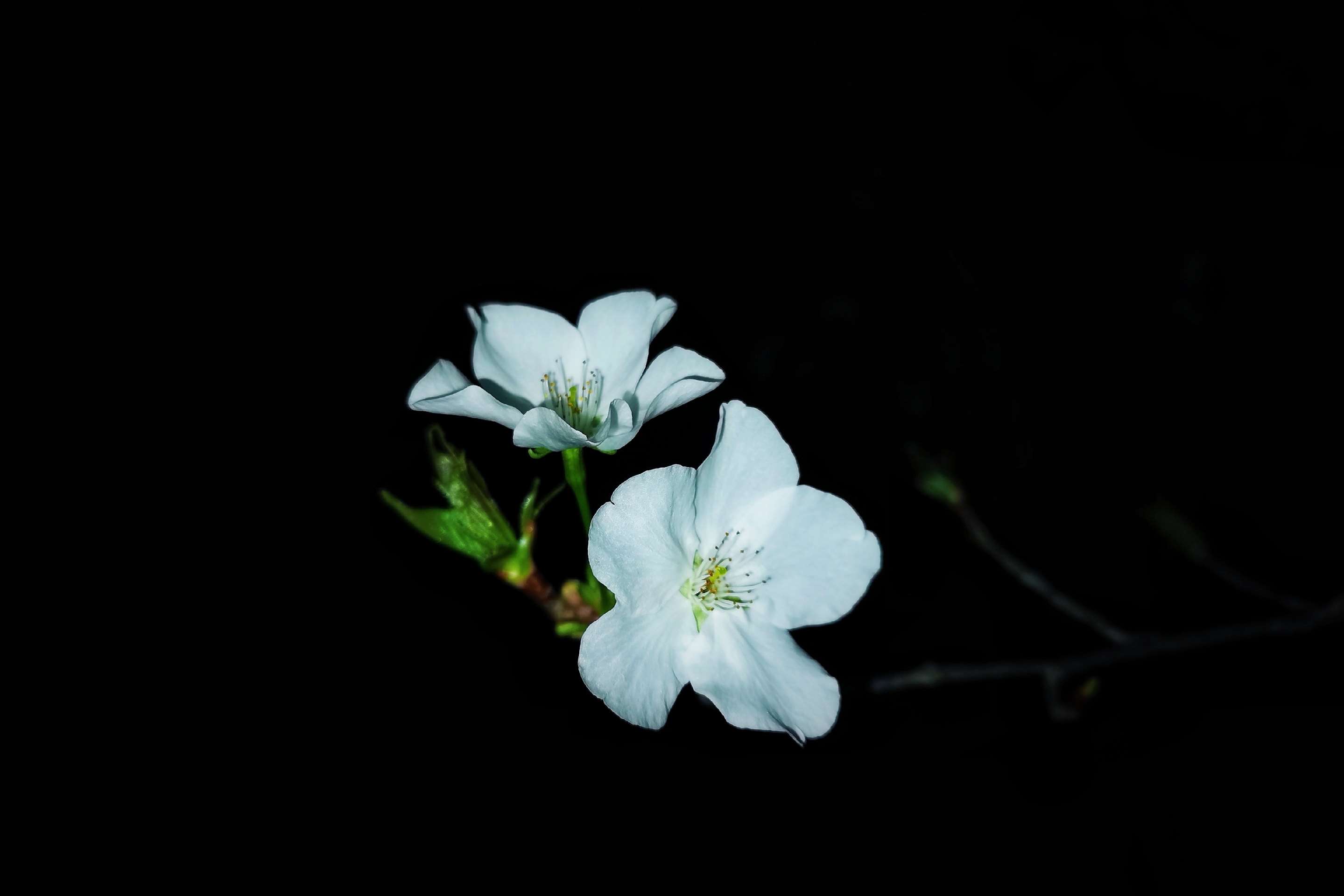 樱花烂漫 洁白如雪