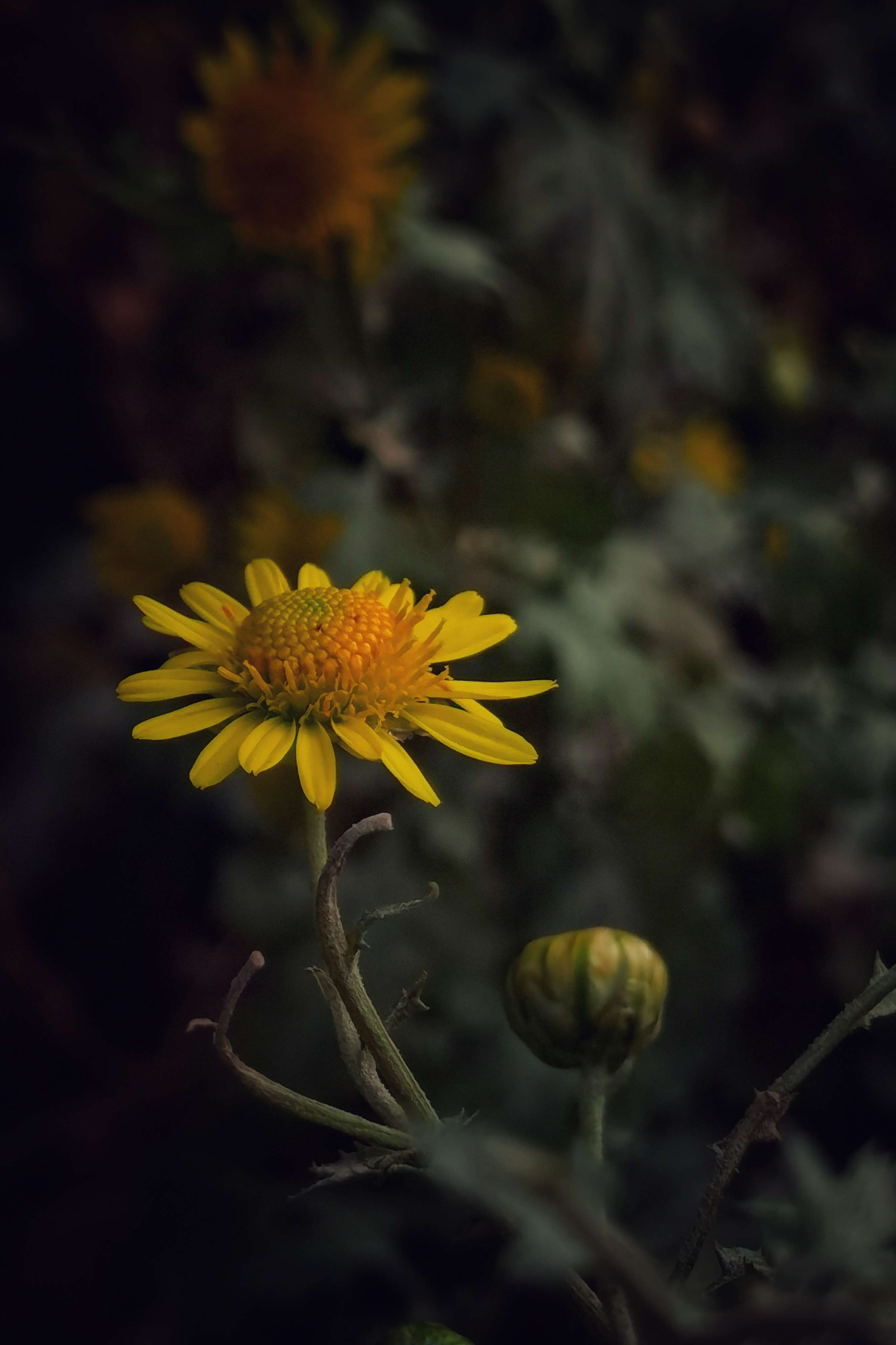 野菊花