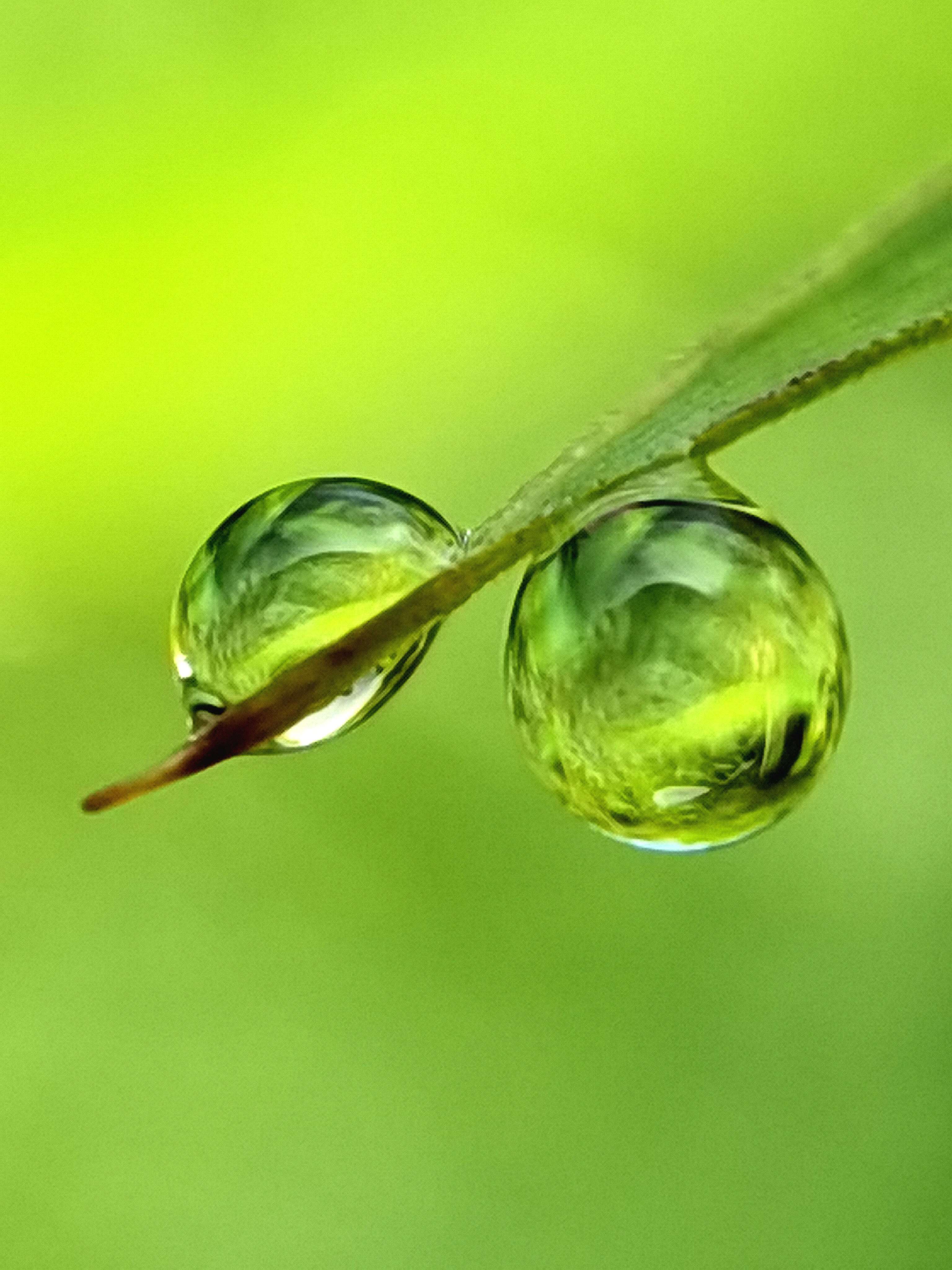 雨后晨露