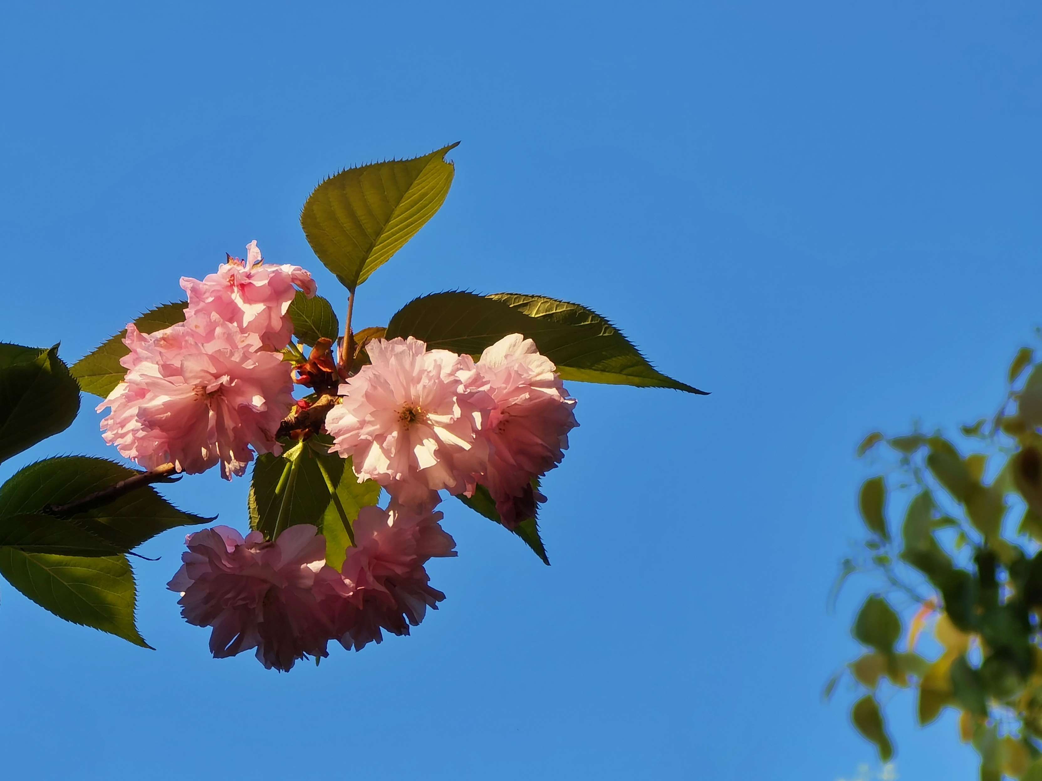 春日晚樱