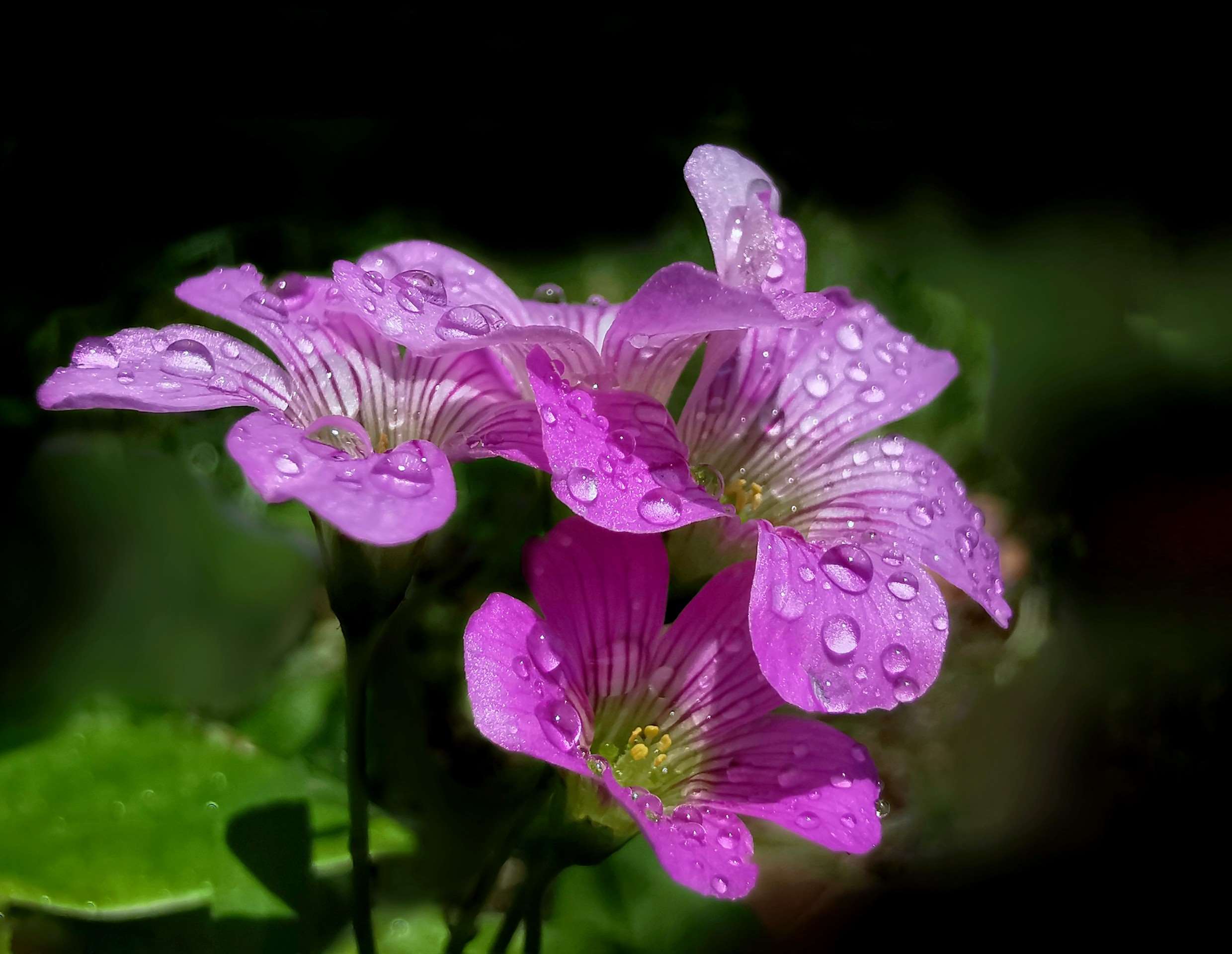 红花酢浆草