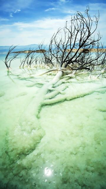 死海里枯萎的树