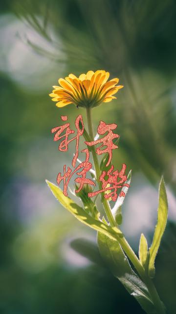 清晨,祝你新年快乐