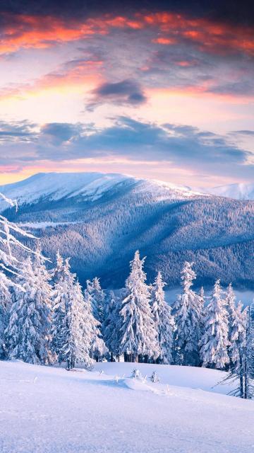 冬天里的雪景