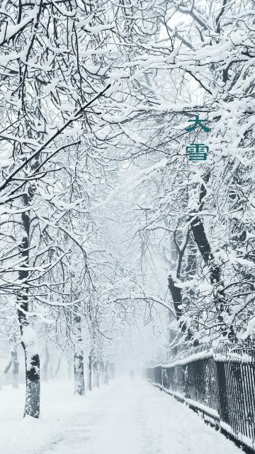 雪花飘落在树上