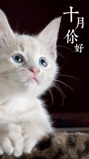 十月你好:可爱的白色猫