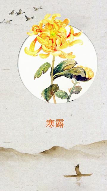 寒露，菊花盛开