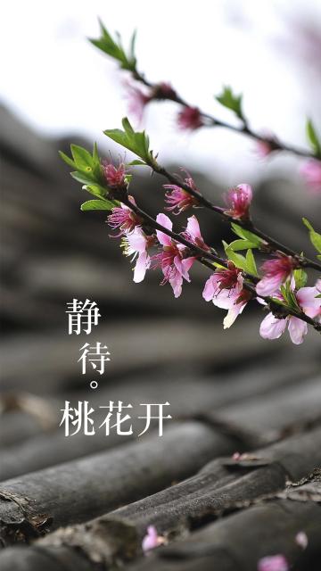 静待桃花开