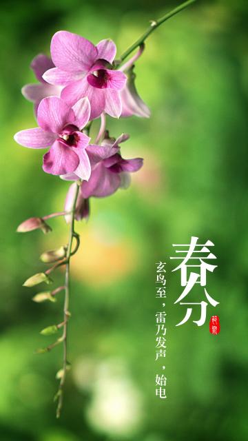 绿色小清新春分节气