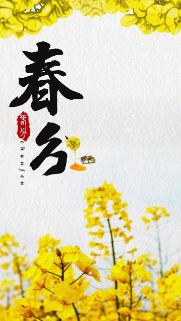 简约油菜花春分节气