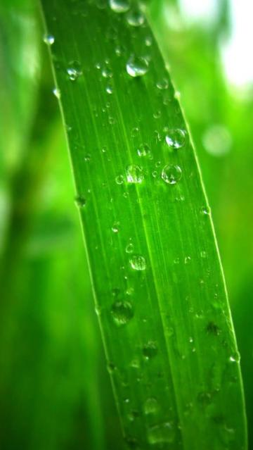 露水草线程特写