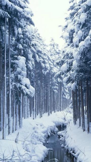 积雪覆盖的森林溪水