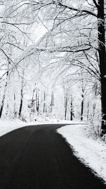 冬天的森林公路雪