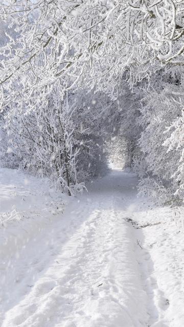 雪森林路中的隧道