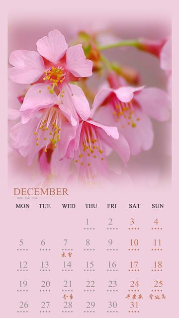 唯美花儿December