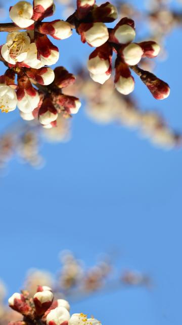 山寺桃花始盛开