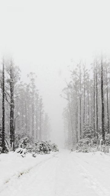 白雪皑皑的冬季唯美雪景