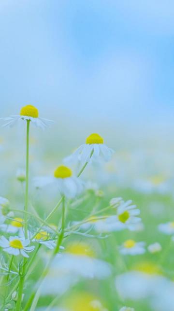 欣赏小清新果香菊