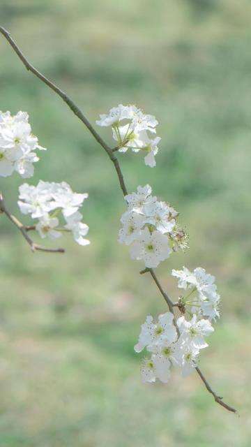 春天来了,樱花盛开