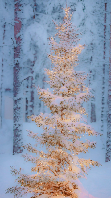 圣诞树唯美浪漫雪地摄影