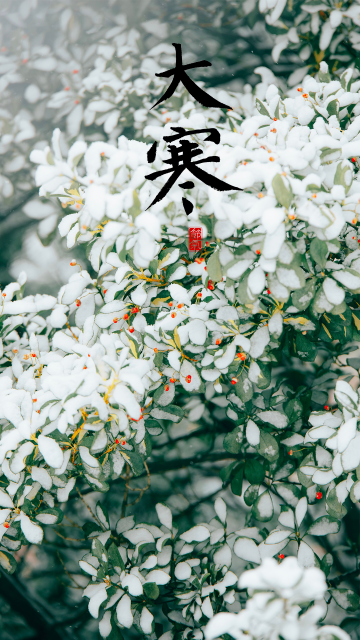 中国传统节日大寒时节清新雪景